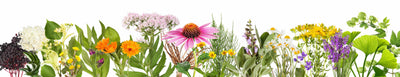 Sticla vopsita bucatarie placari #1049